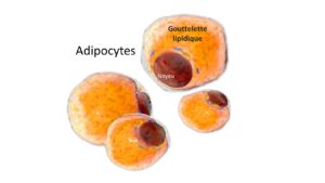 adipocytes
